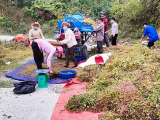 Đề xuất trồng hoa tam giác mạch tại Tuyên Quang để xuất khẩu