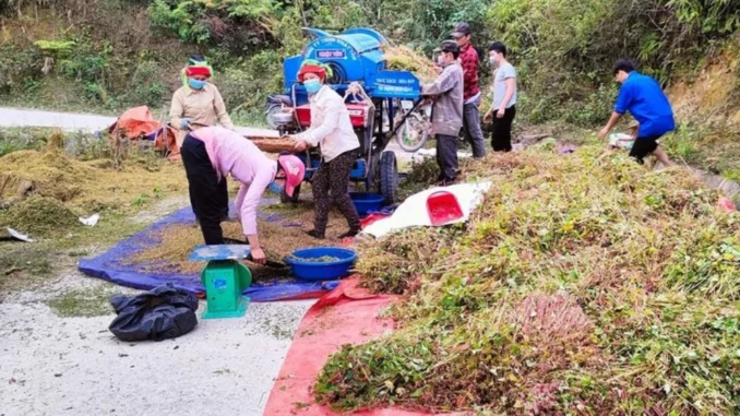 Đề xuất trồng hoa tam giác mạch tại Tuyên Quang để xuất khẩu Đề xuất trồng hoa tam giác mạch tại Tuyên Quang để xuất khẩu