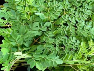 Loại rau phá hủy hơn 90% tế bào u;ng t;h;ư trong vòng 48h mà người Việt cứ ngỡ là rau dại mọc đầy đường