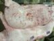 Công ty C.P “không xong rồi”: Người “tố” công ty bán l:ợn, g;à b::ệnh cho người dân chính thức tung thêm bằng chứng, quyết kh.ông đ.ể y.ên vụ này