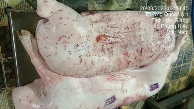 C.P. Việt Nam lên tiếng khi bị tố bán thịt heo, gà bệnh ra thị trường C.P. Việt Nam lên tiếng khi bị tố bán thịt heo, gà bệnh ra thị trường