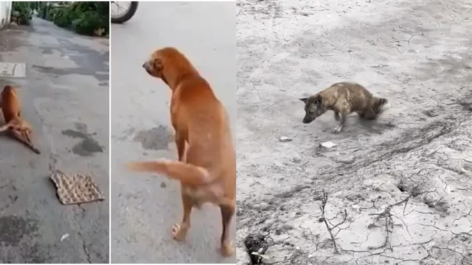 Pha “lật lọng” của chú chó xứng đáng được đề cử Oscar! Pha “lật lọng” của chú chó xứng đáng được đề cử Oscar!