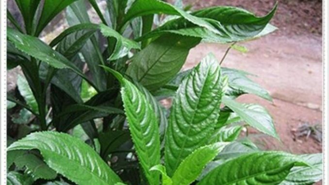 Những công dụng của cây xương sông Những công dụng của cây xương sông