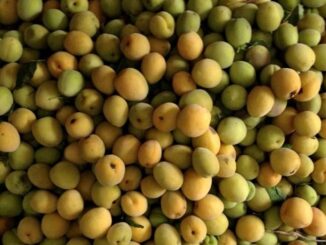 Quả mơ có công dụng gì và những cách sử dụng phổ biến