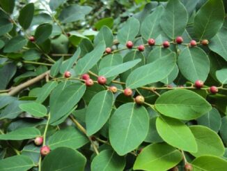 Cây Bồ cu vẽ: Vị thuốc trị rắn cắn