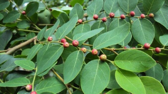 Cây Bồ cu vẽ: Vị thuốc trị rắn cắn Cây Bồ cu vẽ: Vị thuốc trị rắn cắn