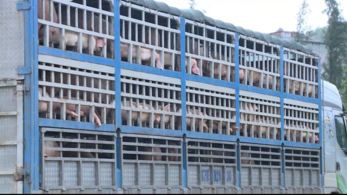 Bắt giữ 18 tấn lợn nhiễm dịch tả lợn Châu Phi trên đường đi tiêu thụ: Lời khai khó chấp nhận từ chủ hàng Bắt giữ 18 tấn lợn nhiễm dịch tả lợn Châu Phi trên đường đi tiêu thụ: Lời khai khó chấp nhận từ chủ hàng