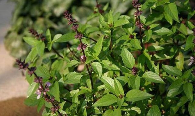 8 loại cây rắn nhìn thấy là tránh xa, trồng quanh nhà rắn không dám đến gần