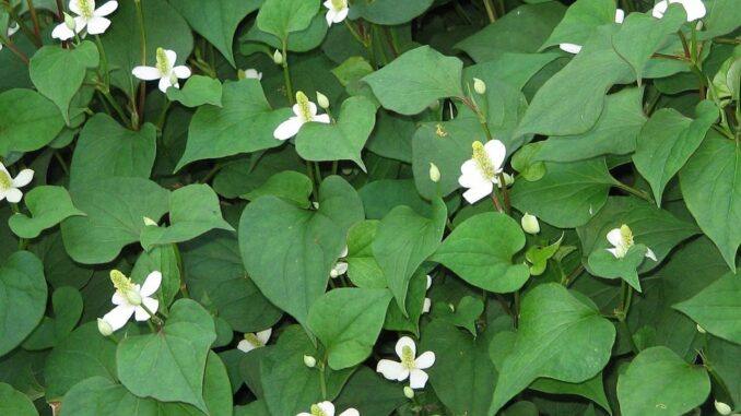 Vì sao nhà có đất hay không bạn cũng nên trồng cây rau diếp cá? Câu trả lời nhiều người không nghĩ đến