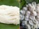90% bà nội trợ từng bị l:ừ:a khi mua bún: Chỉ cần nhìn vào điểm này, biết ngay bún nào sạch, bún nào nhiễm hóa chất