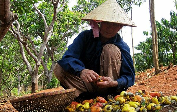 Không thể tin được: Hạt điều Việt Nam
