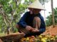 Không thể tin được: Hạt điều Việt Nam