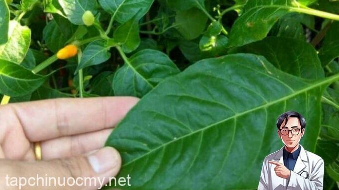 Loại lá chứa kho canxi, dưỡng gan bổ mắt, mọc đầy vườn, nhiều người không biết chỉ nhổ bỏ Loại lá chứa kho canxi, dưỡng gan bổ mắt, mọc đầy vườn, nhiều người không biết chỉ nhổ bỏ