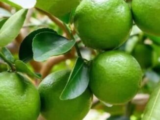 Lá chanh là báu vật cực tốt sức khỏe, thật không may 90% mọi người không biết mà dùng