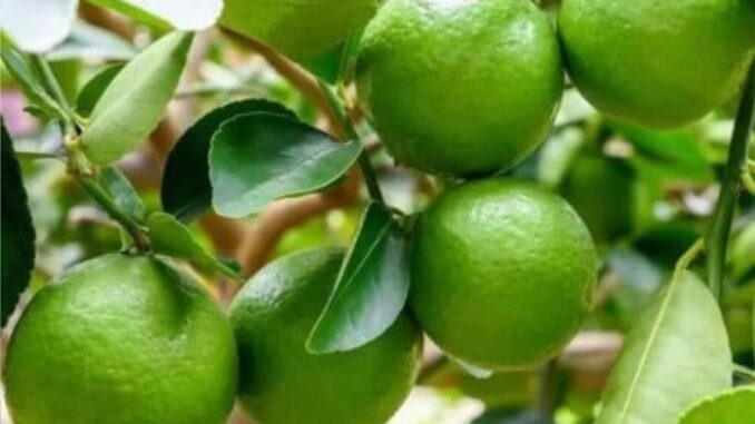 Lá chanh là báu vật cực tốt sức khỏe, thật không may 90% mọi người không biết mà dùng Lá chanh là báu vật cực tốt sức khỏe, thật không may 90% mọi người không biết mà dùng