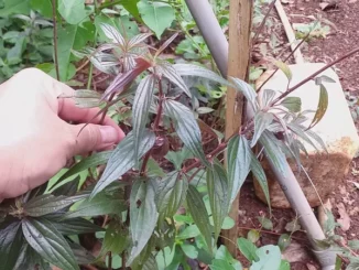 Cây thuốc dòi tím và những hiệu quả không ngờ tới ?
