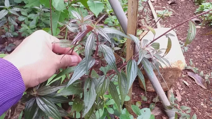 Cây thuốc dòi tím và những hiệu quả không ngờ tới ? Cây thuốc dòi tím và những hiệu quả không ngờ tới ?