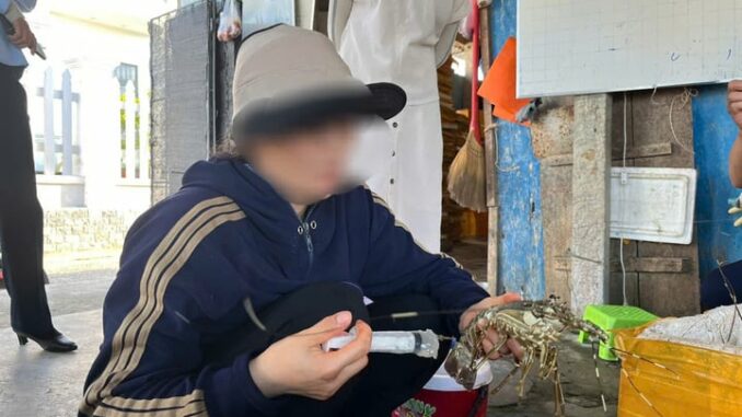 Bỏ tiền triệu ra mua tôm hùm tẩm bổ: Các bà, các mẹ t;á hỏa trực tiếp thấy người bán bơm tạp chất biến tôm c;hết thành sống Bỏ tiền triệu ra mua tôm hùm tẩm bổ: Các bà, các mẹ t;á hỏa trực tiếp thấy người bán bơm tạp chất biến tôm c;hết thành sống