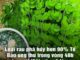 Loại rau p-h-á h-ủ-y hơn 90% Tế Bào ung thư trong vòng 48h mà người Việt cứ ngỡ là rau dại mọc đầy đường