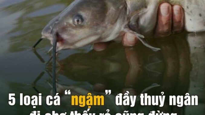 5 loại cá “ngậm” đầy thuỷ ngân, đi chợ thấy rẻ cũng đừng có ham 5 loại cá “ngậm” đầy thuỷ ngân, đi chợ thấy rẻ cũng đừng có ham