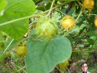 Tác dụng của cây lạc tiên không phải ai cũng biết