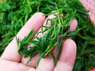Loại rau dại được ví như ‘lộc trời’, chỉ ăn sương vẫn tươi tốt, được săn lùng nhất chợ