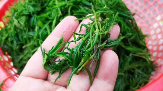 Loại rau dại được ví như ‘lộc trời’, chỉ ăn sương vẫn tươi tốt, được săn lùng nhất chợ