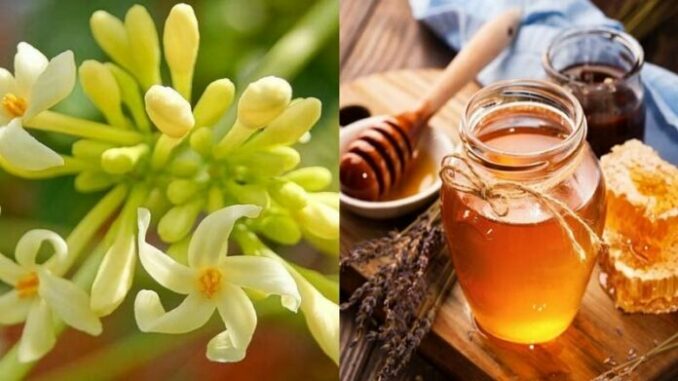 Hoa đu đủ đực ngâm cùng thứ này ‘quý như vàng’: Lợi ích tuyệt vời nhà nào cũng cần Hoa đu đủ đực ngâm cùng thứ này ‘quý như vàng’: Lợi ích tuyệt vời nhà nào cũng cần