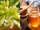 Hoa đu đủ đực ngâm cùng thứ này ‘quý như vàng’: Lợi ích tuyệt vời nhà nào cũng cần