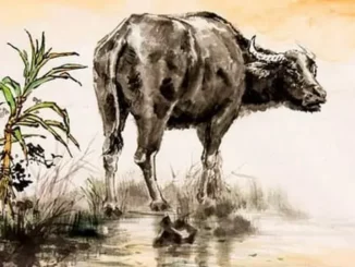 Đúng Rằm tháng 5, ba t:uổi giàu bất ngờ, thời tới cản không nổi