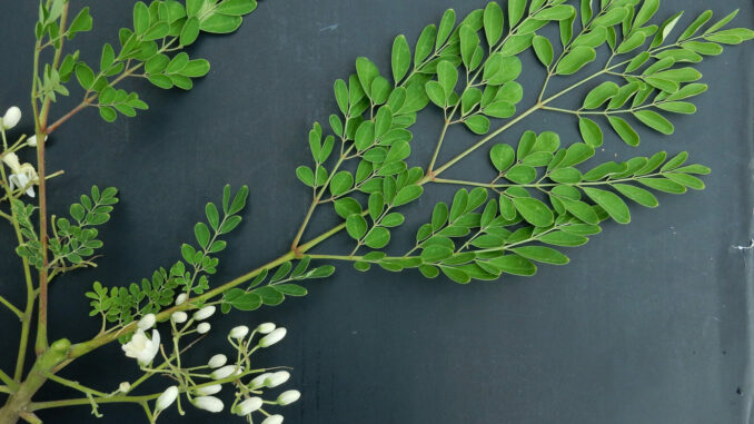 Tưởng sữa là “vua” canxi hóa ra vẫn thua loại rau người Việt trồng ở góc vườn: Giảm mỡ máu, ngừa u-ng thư Tưởng sữa là “vua” canxi hóa ra vẫn thua loại rau người Việt trồng ở góc vườn: Giảm mỡ máu, ngừa u-ng thư