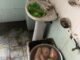 Thôi nhé, từ nay là xin phép tránh xa quán vịt quay nổi tiếng này, bao nhiêu người ăn phải làm sao bây giờ?