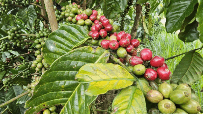 Giá cà phê hôm nay 6-6: Đảo chiều tăng vọt
