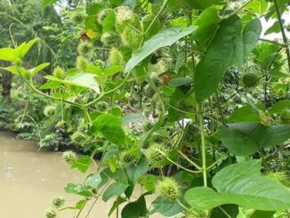 Tác dụng của cây lạc tiên không phải ai cũng biết