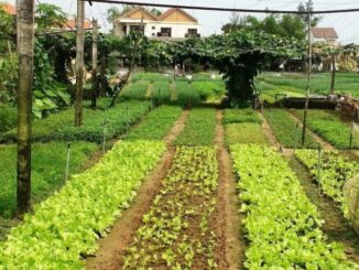 Cách đơn giản để chuyển đất vườn sang đất ở mà không tốn một xu