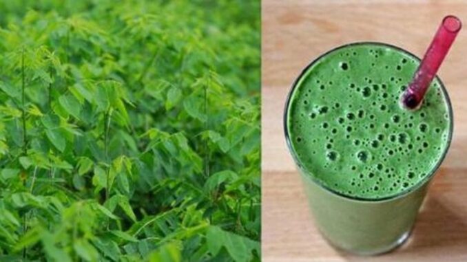 5 công dụng vượt trội của nước ép rau ngót khiến chị em sốt sình sịch 5 công dụng vượt trội của nước ép rau ngót khiến chị em sốt sình sịch