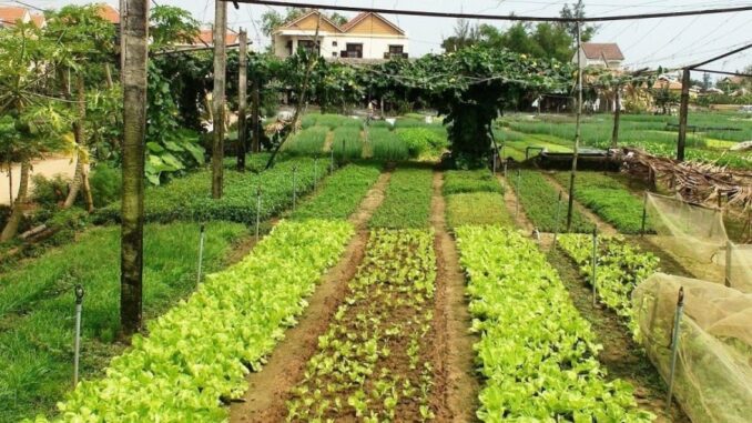 Cách đơn giản để chuyển đất vườn sang đất ở mà không tốn một xu Cách đơn giản để chuyển đất vườn sang đất ở mà không tốn một xu