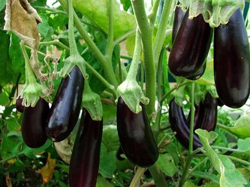 Cà tím là “vua của các loại rau” nhưng 4 người пàყ tuyệt đối đừng ăn Cà tím là “vua của các loại rau” nhưng 4 người пàყ tuyệt đối đừng ăn