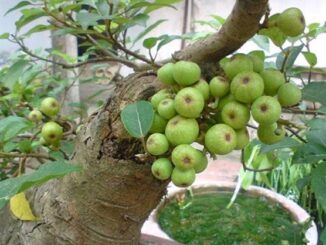 Tḗ bào K cũng phải ‘run sợ’ trước 4 loại quả: Được TG ‘vinh danh’ còn VN có đầy ngoài vườn