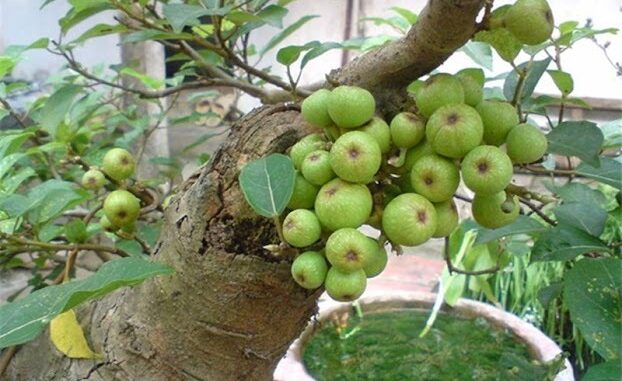 Tḗ bào K cũng phải ‘run sợ’ trước 4 loại quả: Được TG ‘vinh danh’ còn VN có đầy ngoài vườn Tḗ bào K cũng phải ‘run sợ’ trước 4 loại quả: Được TG ‘vinh danh’ còn VN có đầy ngoài vườn