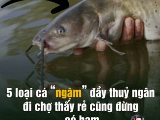 5 loại cá “ngậm” đầy thuỷ ngân, đi chợ thấy rẻ cũng đừng có ham