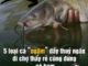 5 loại cá “ngậm” đầy thuỷ ngân, đi chợ thấy rẻ cũng đừng có ham