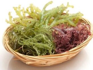 6 loại rau củ là ‘kẻ thù không đội trời chung’ của ung thư: Loại nào cũng rẻ, bán đầy ở chợ Việt, xứng đáng là ‘vàng mười’ cho sức khoẻ