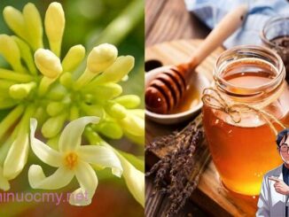 Hoa đu đủ đực ngâm cùng thứ này ‘quý như vàng’: Lợi ích tuyệt vời nhà nào cũng cần