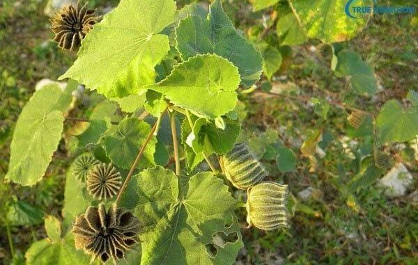 Công dụng chữa bệnh của cây cối xay Công dụng chữa bệnh của cây cối xay