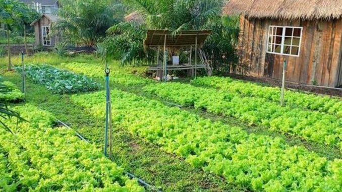 Từ nay: Ai chưa chuyển đất vườn tạp sang đất ở thì làm ngay vì hiện nay không m:ất 1 đồngTrường hợp chuyển đất vườn sang đất ở không phải đóng thêm tiền sử dụng đất, người dân nên nắm rõ để không bị thiệt. Từ nay: Ai chưa chuyển đất vườn tạp sang đất ở thì làm ngay vì hiện nay không m:ất 1 đồngTrường hợp chuyển đất vườn sang đất ở không phải đóng thêm tiền sử dụng đất, người dân nên nắm rõ để không bị thiệt.