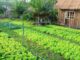 Từ nay: Ai chưa chuyển đất vườn tạp sang đất ở thì làm ngay vì hiện nay không m:ất 1 đồngTrường hợp chuyển đất vườn sang đất ở không phải đóng thêm tiền sử dụng đất, người dân nên nắm rõ để không bị thiệt.