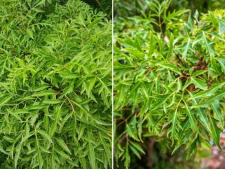 Trồng cây Đinh Lăng đúng vị trí này, cây càng xanh tốt, gia đình càng thịnh vượng, lắm tiền nhiều của