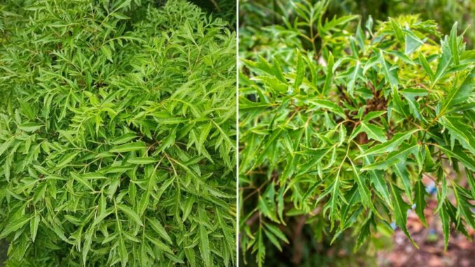 Trồng cây Đinh Lăng đúng vị trí này, cây càng xanh tốt, gia đình càng thịnh vượng, lắm tiền nhiều của Trồng cây Đinh Lăng đúng vị trí này, cây càng xanh tốt, gia đình càng thịnh vượng, lắm tiền nhiều của