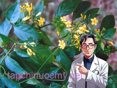 Lá ngón: Chất độ c chế t người ở vùng núi và cách cấp cứu ngộ độc lá ngón hiệu quả Lá ngón: Chất độ c chế t người ở vùng núi và cách cấp cứu ngộ độc lá ngón hiệu quả